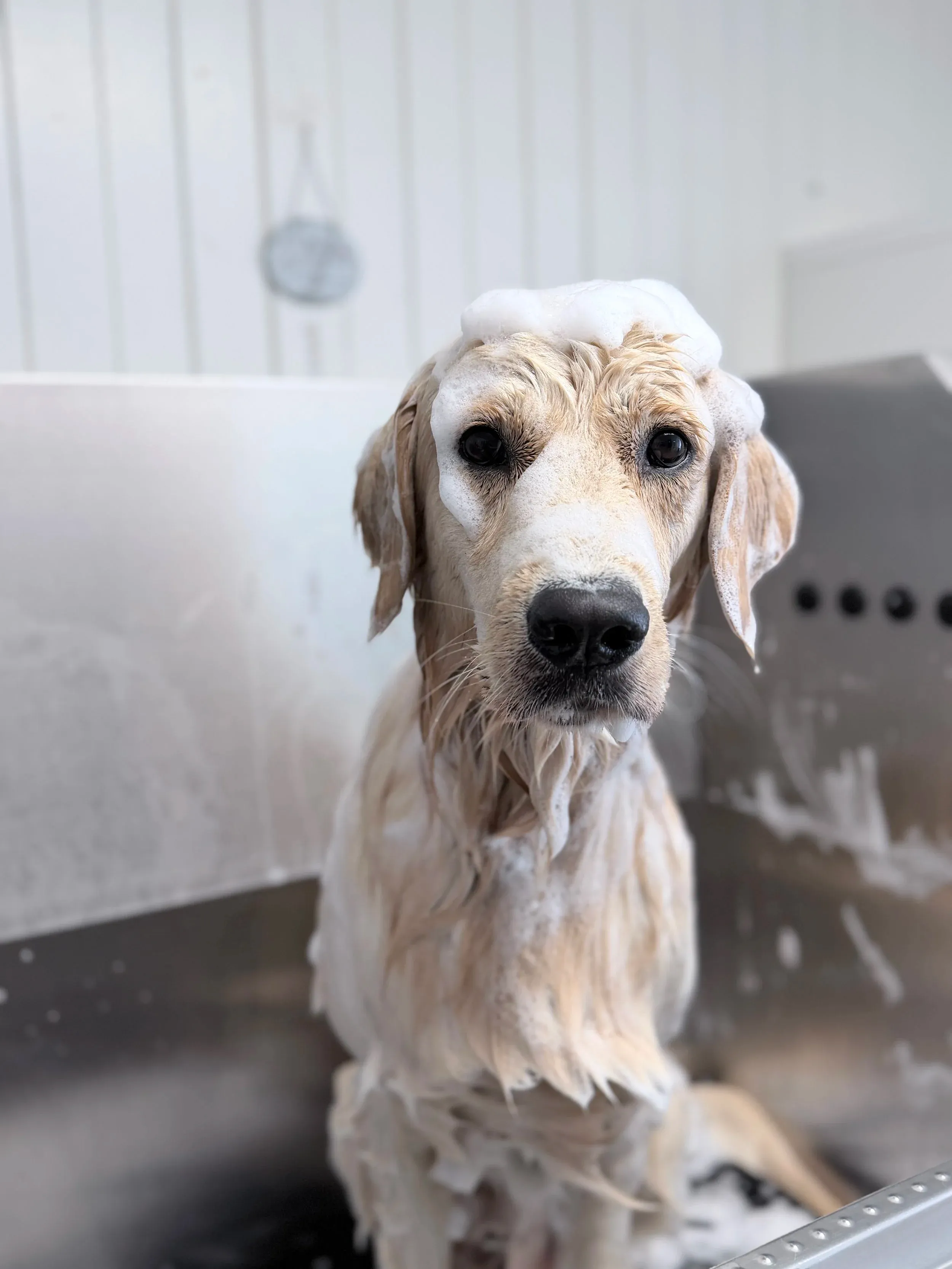 Golden Retriever vor der Pflege