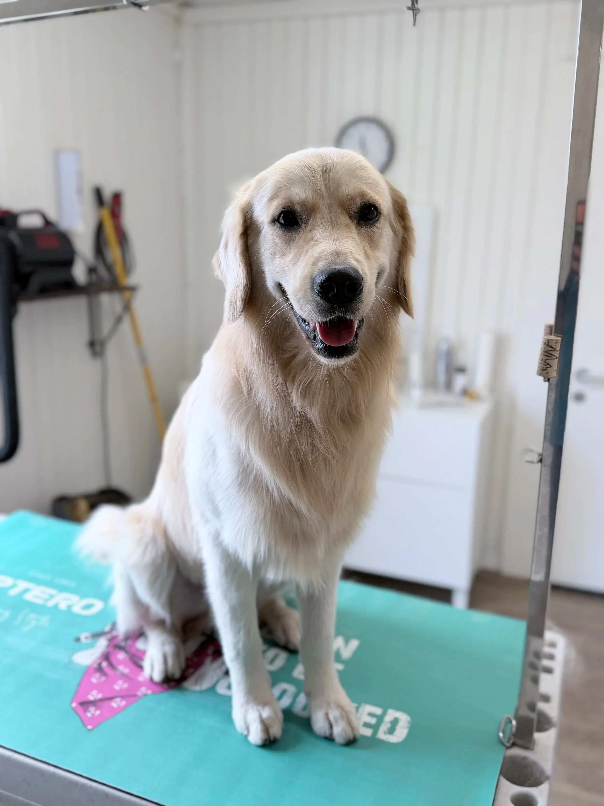 Golden Retriever nach der Fellpflege