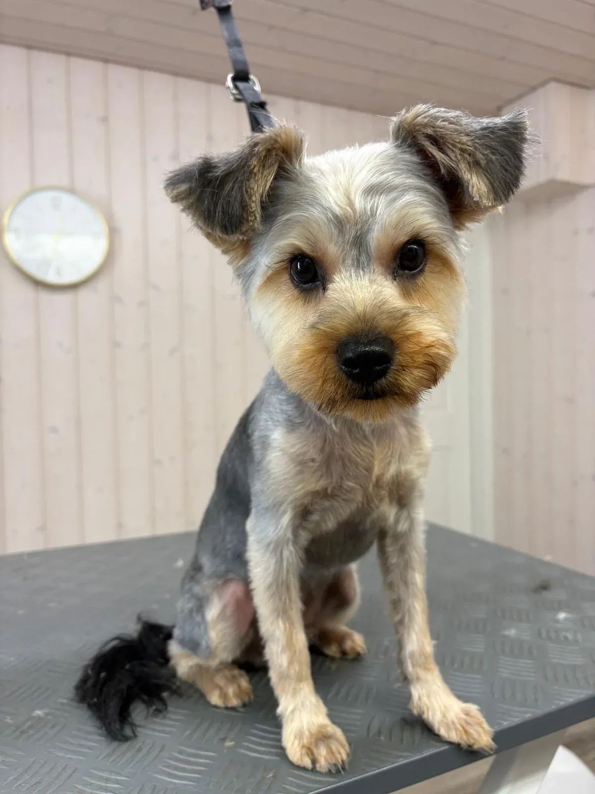 Kleiner Hund mit dunklen Augen im Salon
