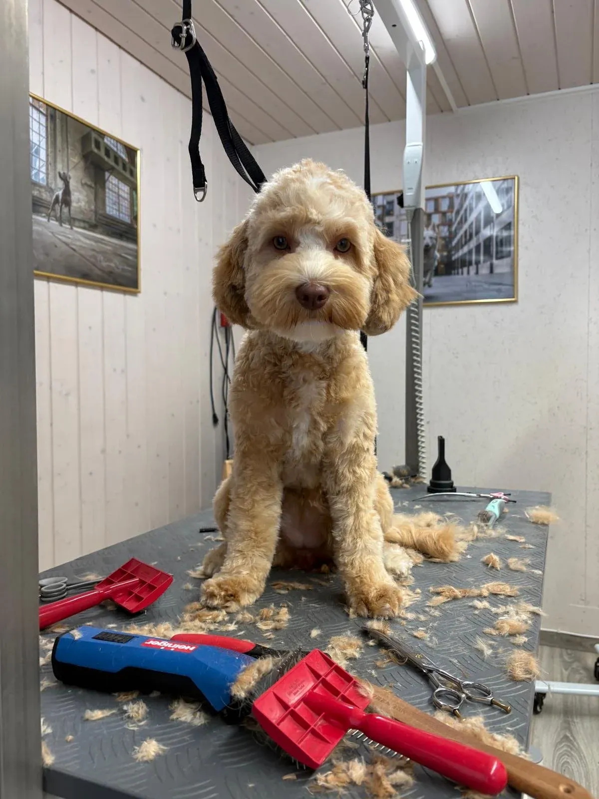 Groomer am Arbeitsplatz mit Schere und Werkzeugen