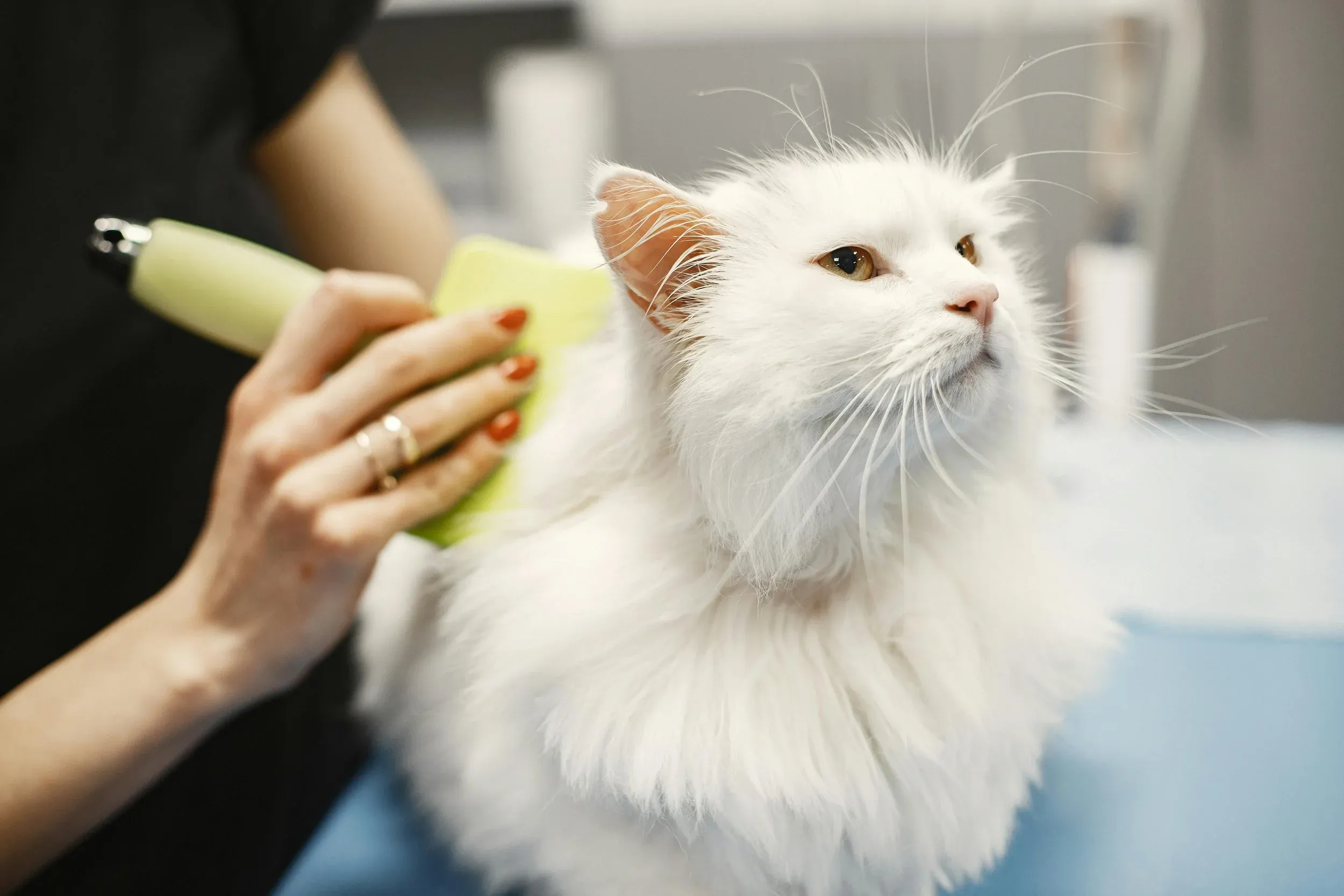 Katze nach der Fellpflege