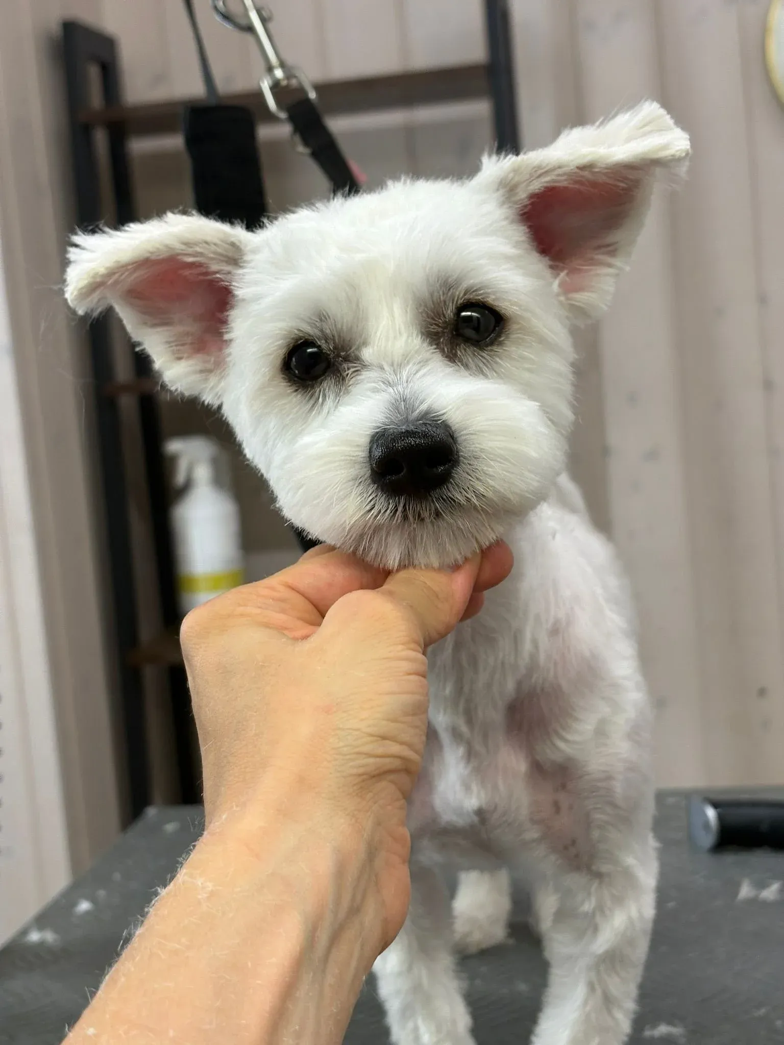 Weisser Hund mit grossen Ohren nach der Pflege