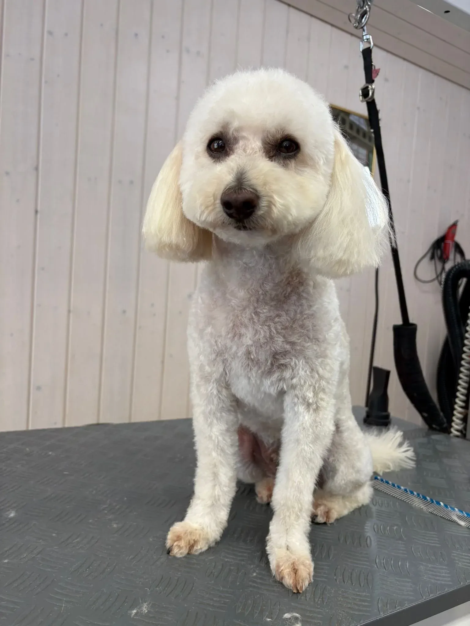 Kleiner weisser Hund mit lockigem Fell im Salon