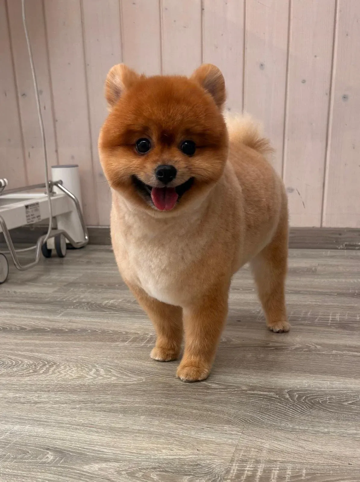 Kleiner brauner Hund mit lockigem Fell, glücklich