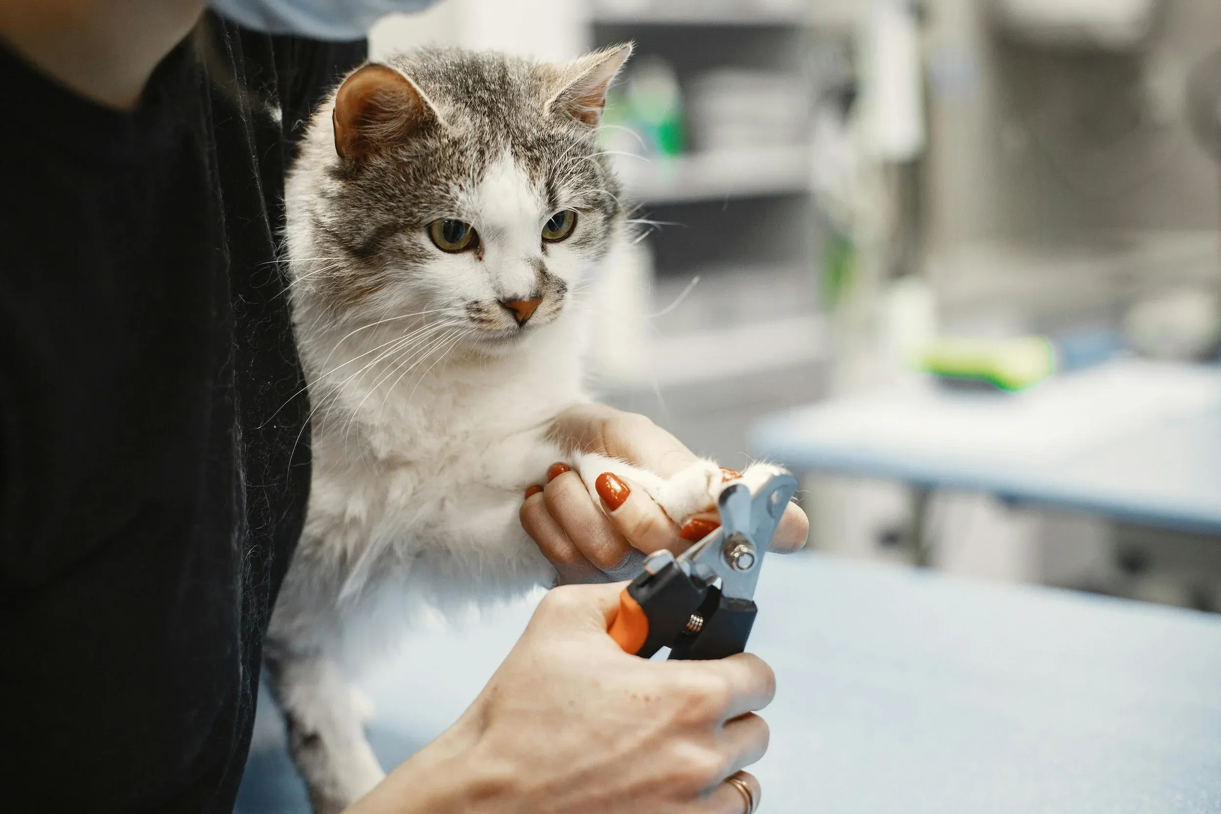 Katzenpfote wird untersucht und gepflegt