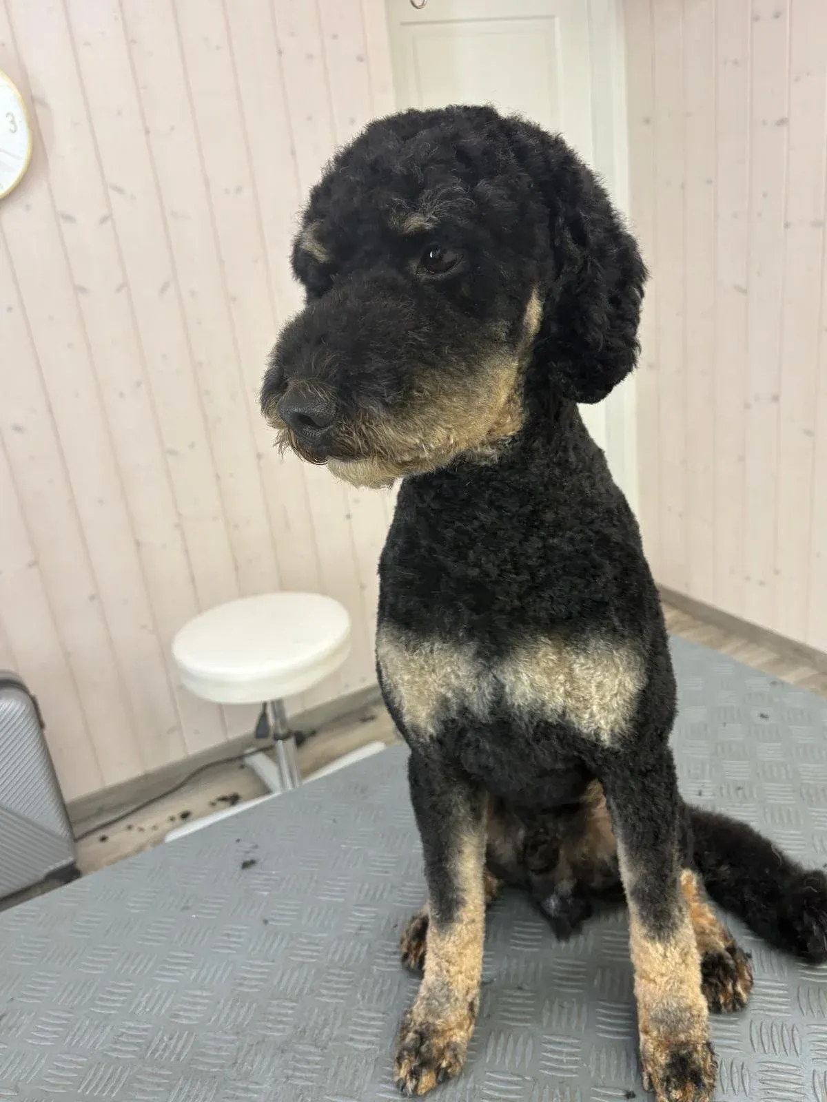 Hund mit lockigem Fell auf der Behandlungsliege