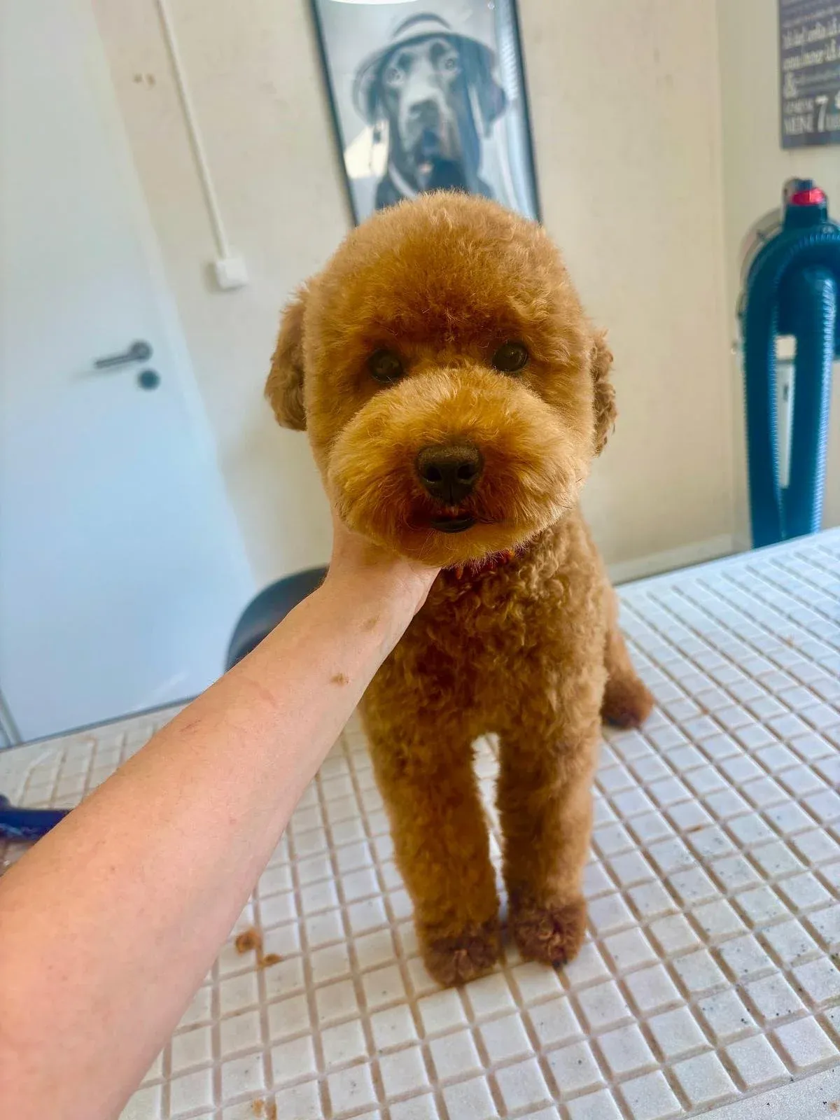 Brauner, lockiger Hund im Salon