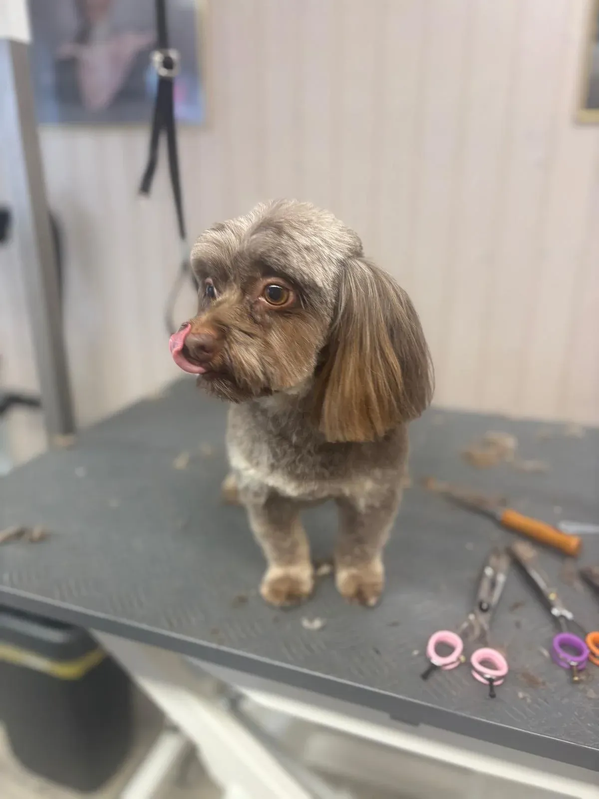 Brauner, gelockter Hund auf dem Tisch