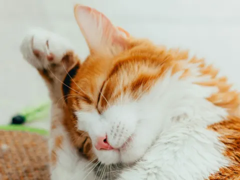 Verfilztes Fell bei Katzen – warum regelmässige Pflege so wichtig ist